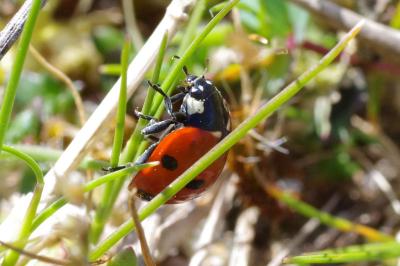 <i>Coccinella septempunctata</i>