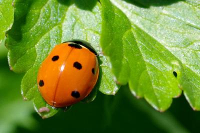 <i>Coccinella septempunctata</i>
