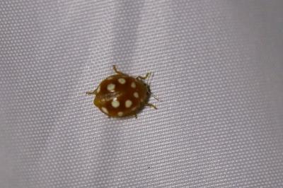 <i>Vibidia duodecimguttata</i>