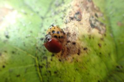 <i>Harmonia axyridis</i>