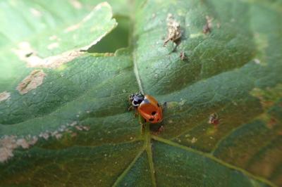 <i>Hippodamia variegata</i>