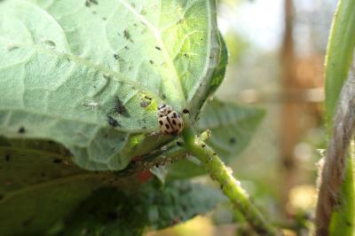 <i>Propylea quatuordecimpunctata</i>