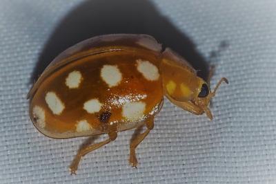 <i>Halyzia sedecimguttata</i>