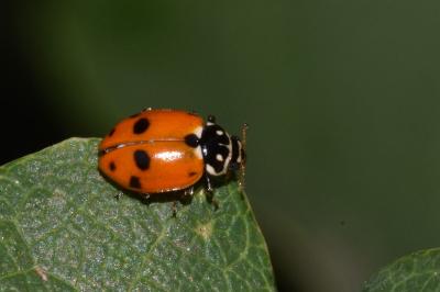 Hippodamia variegata