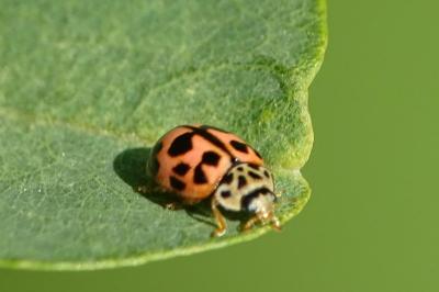 Oenopia conglobata