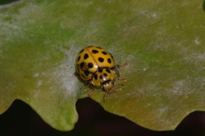 Psyllobora vigintiduopunctata