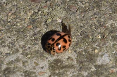 Oenopia conglobata