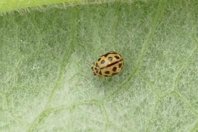 Tytthaspis sedecimpunctata