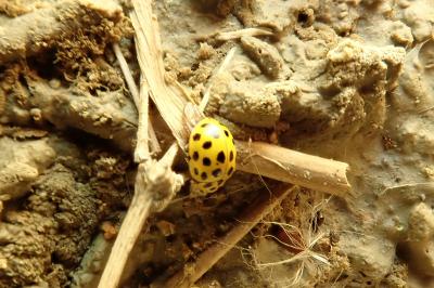Psyllobora vigintiduopunctata