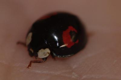 Harmonia axyridis