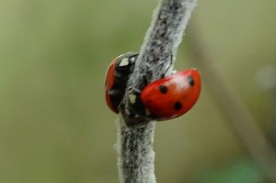 Coccinella septempunctata