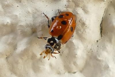 Hippodamia variegata