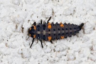 Coccinella septempunctata