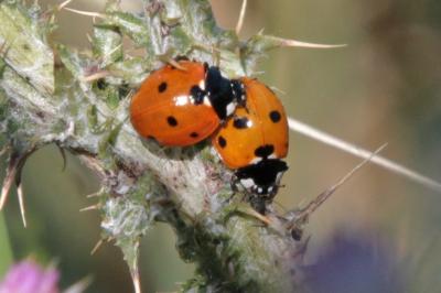 Coccinella septempunctata