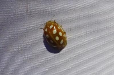 Halyzia sedecimguttata