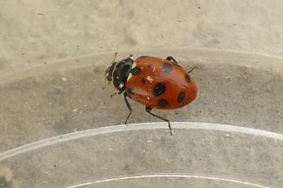 Hippodamia variegata