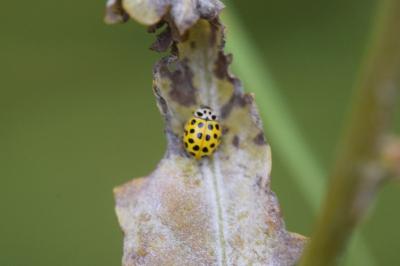 Psyllobora vigintiduopunctata