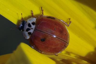 Adalia decempunctata