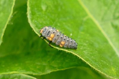 Coccinella septempunctata