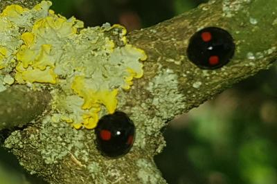 Chilocorus renipustulatus