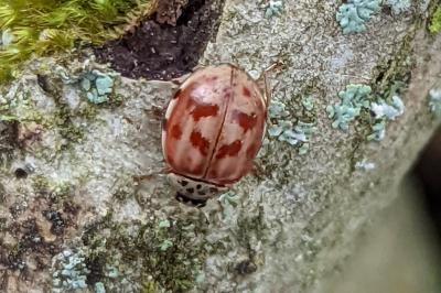 Harmonia quadripunctata
