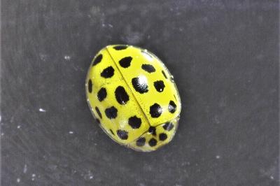 Psyllobora vigintiduopunctata