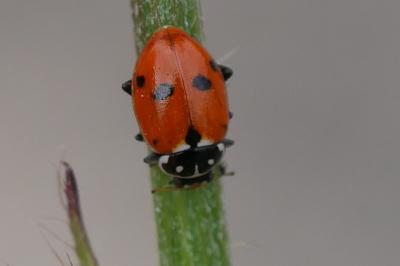 Hippodamia variegata