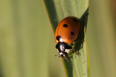 Coccinella septempunctata