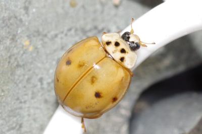 Harmonia axyridis