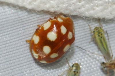 Vibidia duodecimguttata