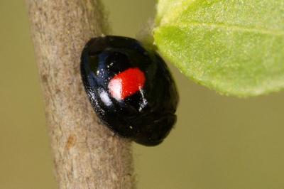 Chilocorus renipustulatus