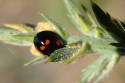 Exochomus quadripustulatus