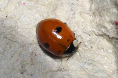 Adalia bipunctata