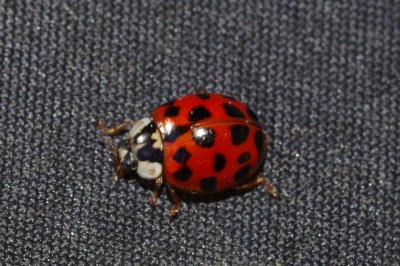 Harmonia axyridis
