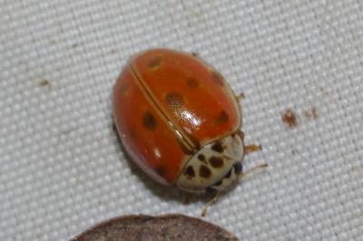 Adalia decempunctata