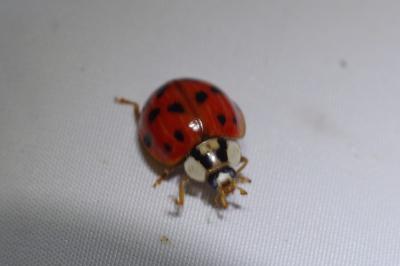 Harmonia axyridis