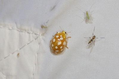 Halyzia sedecimguttata