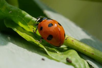 Coccinella septempunctata