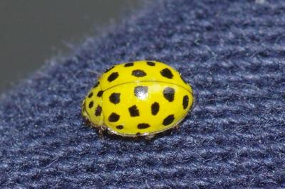 Psyllobora vigintiduopunctata