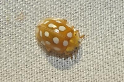 Halyzia sedecimguttata