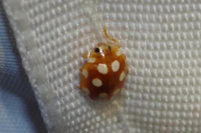 Vibidia duodecimguttata