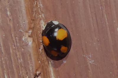 Harmonia axyridis