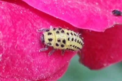 Psyllobora vigintiduopunctata