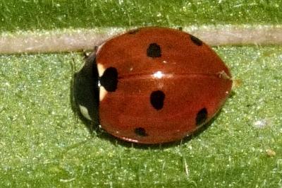 Coccinella septempunctata