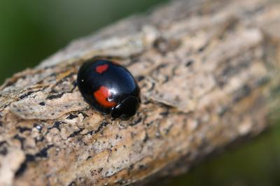 Exochomus quadripustulatus