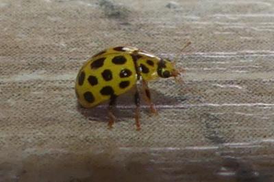 Psyllobora vigintiduopunctata
