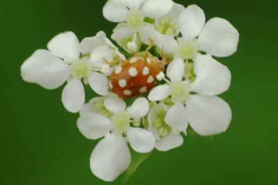 Vibidia duodecimguttata