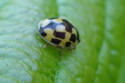 Propylea quatuordecimpunctata
