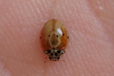 Adalia decempunctata