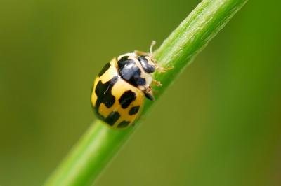 Propylea quatuordecimpunctata